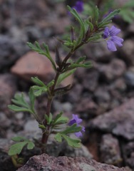 Schistophragma intermedium