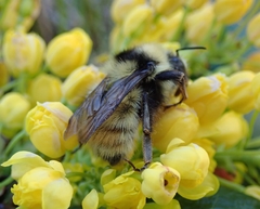 Bombus appositus