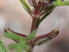 Schistophragma intermedium