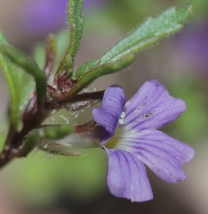 Schistophragma intermedium