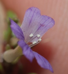 Schistophragma intermedium