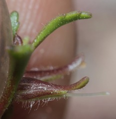 Schistophragma intermedium