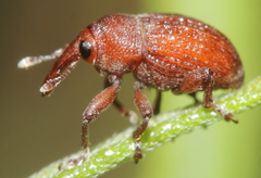 Rhyssomatus