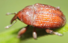 Rhyssomatus