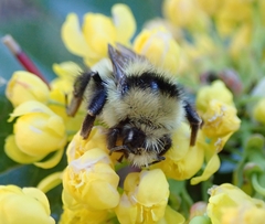 Bombus appositus