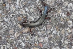 Plestiodon callicephalus