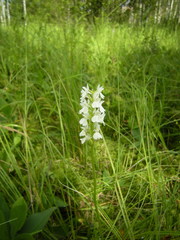 Dactylorhiza maculata elodes