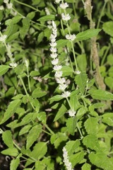 Agastache wrightii