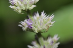 Agastache wrightii