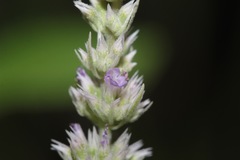 Agastache wrightii