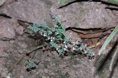 Argyrochosma limitanea