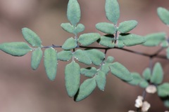 Argyrochosma limitanea