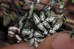 Argyrochosma limitanea