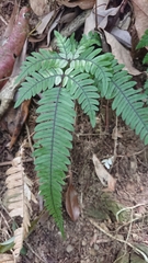 Pteris aspericaulis