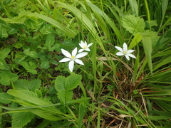 Ornithogalum woronowii
