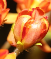 Asclepias tuberosa interior