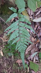 Asplenium wrightii