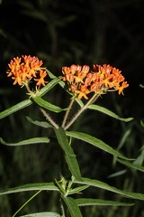 Asclepias tuberosa interior