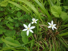Ornithogalum woronowii