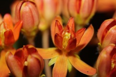 Asclepias tuberosa interior