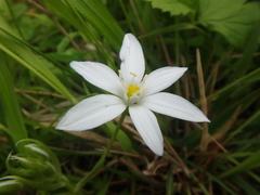 Ornithogalum woronowii