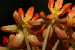 Asclepias tuberosa interior