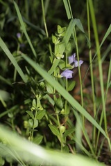 Scutellaria potosina