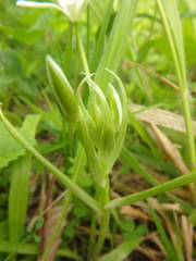 Ornithogalum woronowii