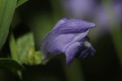 Scutellaria potosina