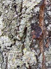 Fungi