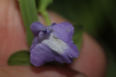 Scutellaria potosina