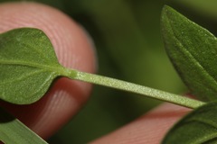 Scutellaria potosina