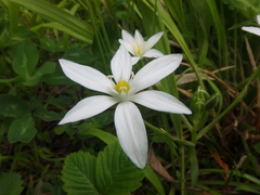Ornithogalum woronowii