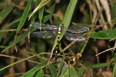 Macrogomphus kerri