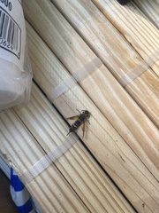 Eriotremex formosanus