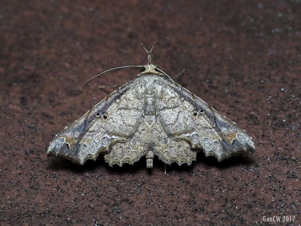 Throana lasiocera
