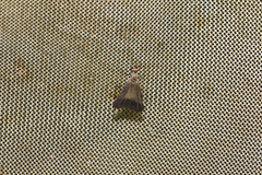 Rhamphomyia marginata