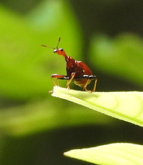 Attelabidae
