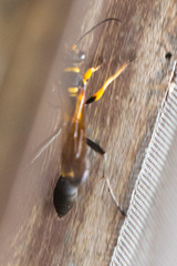 Sceliphron asiaticum