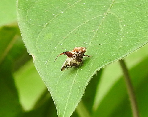 Machaerotidae
