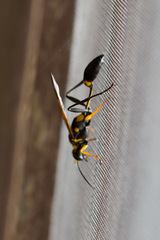 Sceliphron asiaticum