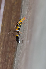 Sceliphron asiaticum