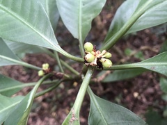 Psychotria cephalophora