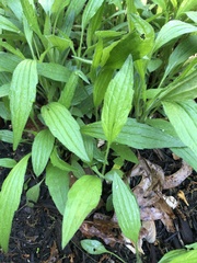 Callilepis laureola