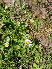 Bellis perennis
