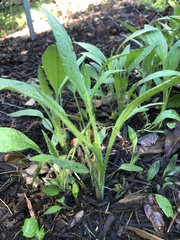 Callilepis laureola