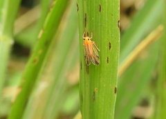 Catullia subtestacea