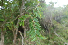 Breynia fruticosa