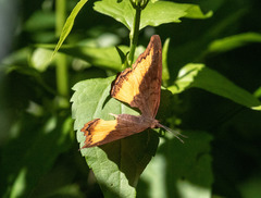 Eurytela dryope