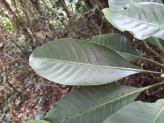 Psychotria cephalophora